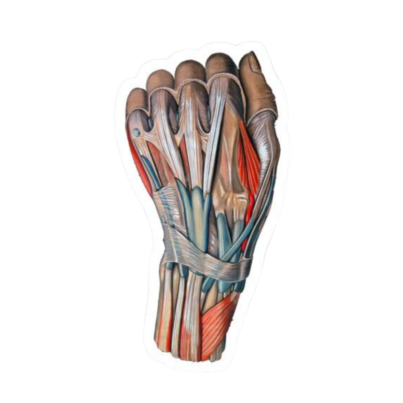 Wrist | Human Biology Premium Sticker | Human Body & Organs