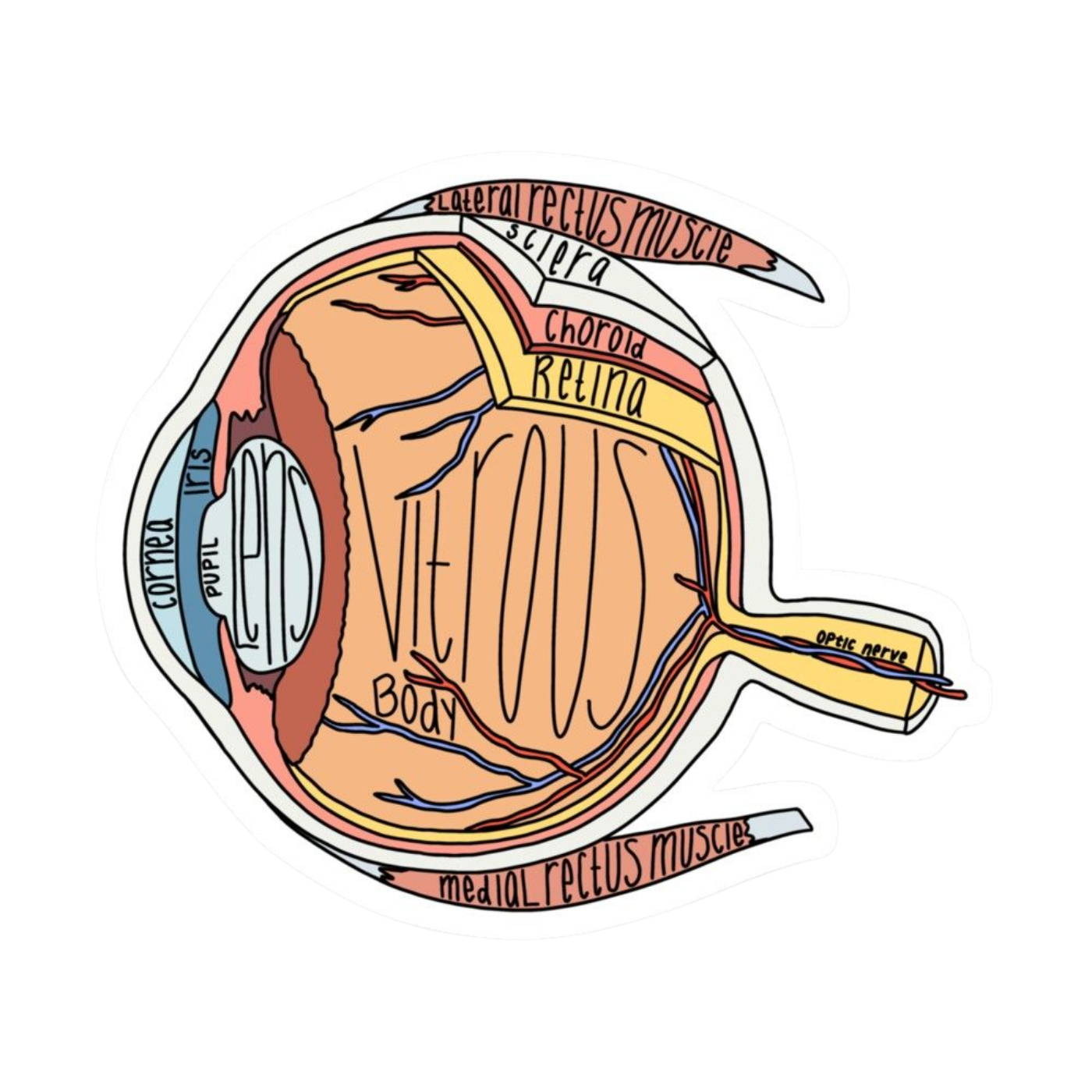 Eye | Human Biology Premium Sticker | Human Body & Organs