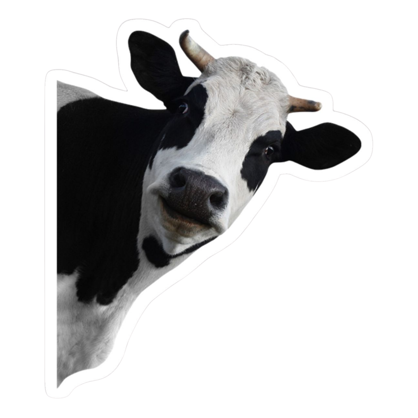 Cow | Cow Premium Sticker | Animal Stickers