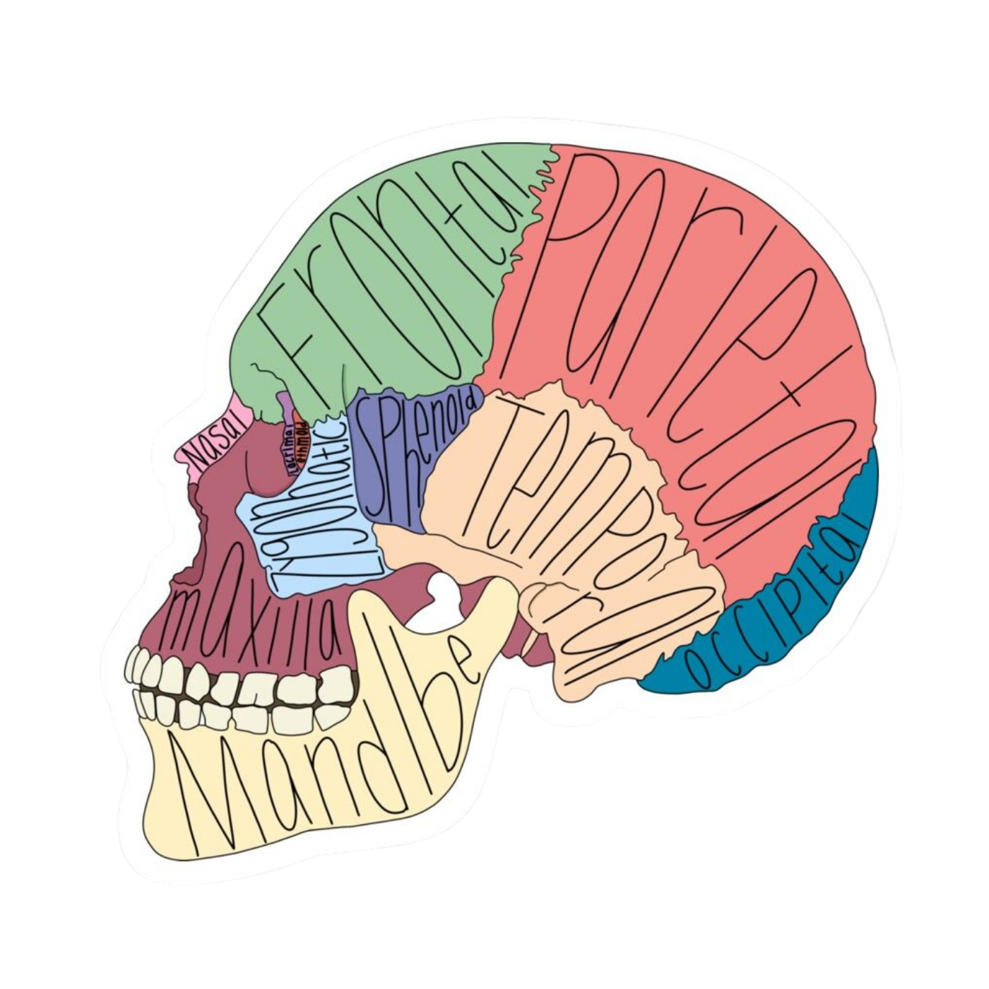 Head | Human Biology Premium Sticker | Human Body & Organs
