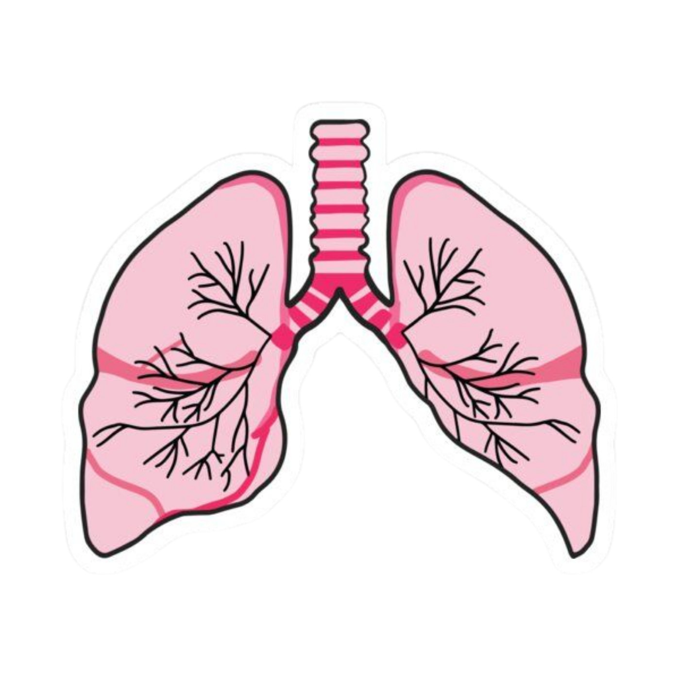 Pink Bones | Human Biology Premium Sticker | Human Body & Organs