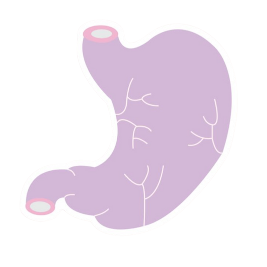 Purple Lungs | Human Biology Premium Sticker | Human Body & Organs