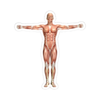 Full Body | Human Biology Premium Sticker | Human Body & Organs