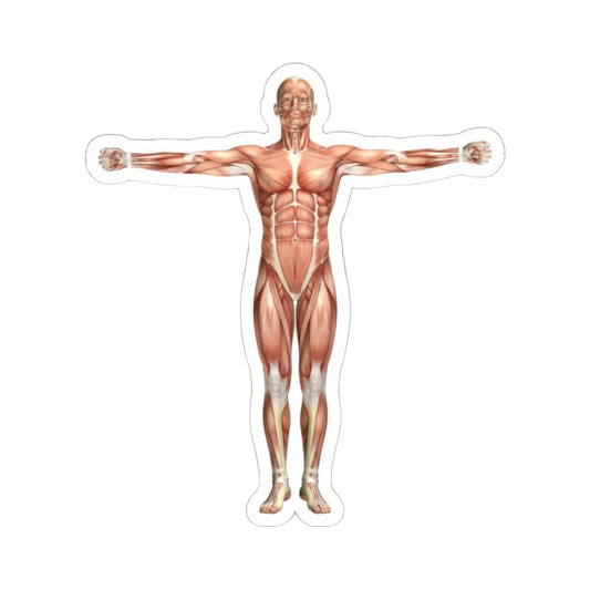 Full Body | Human Biology Premium Sticker | Human Body & Organs