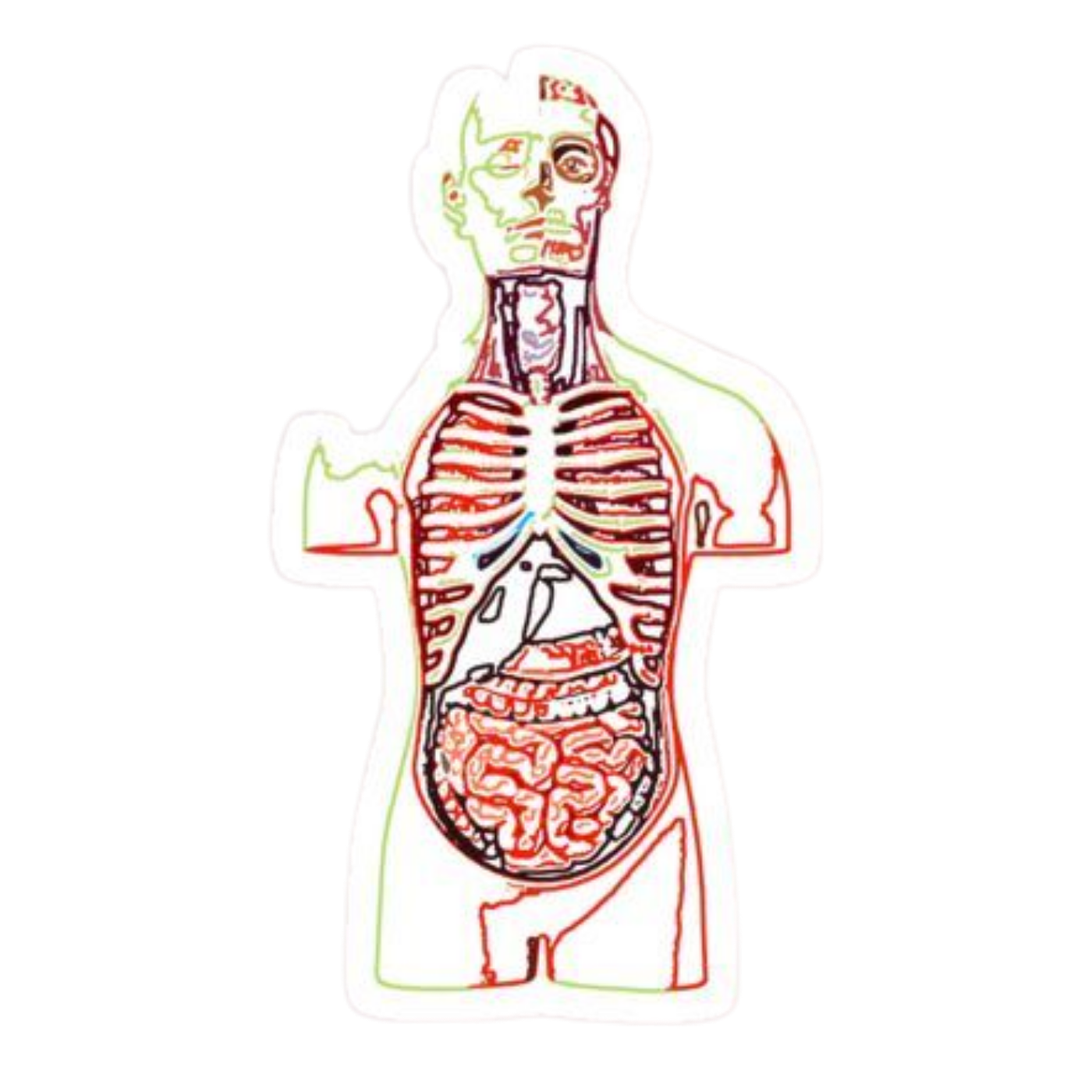 Upper Body | Human Biology Premium Sticker | Human Body & Organs
