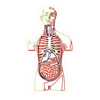 Upper Body | Human Biology Premium Sticker | Human Body & Organs