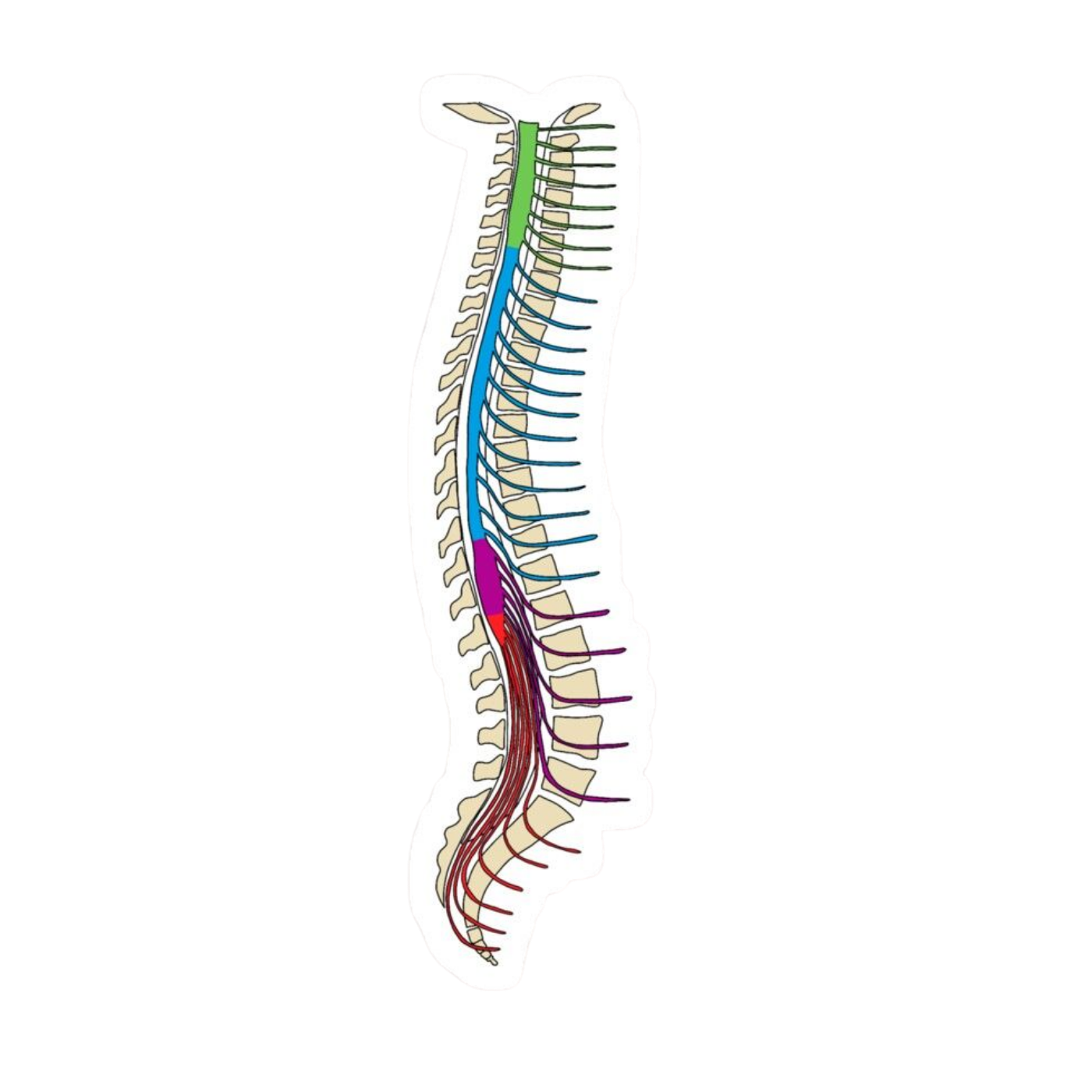 Back Bone | Human Biology Premium Sticker | Human Body & Organs