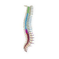 Back Bone | Human Biology Premium Sticker | Human Body & Organs