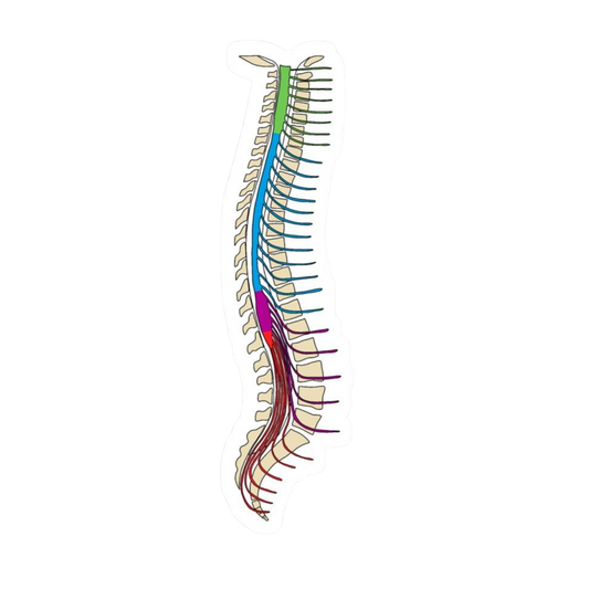 Back Bone | Human Biology Premium Sticker | Human Body & Organs