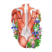 Body Art | Human Biology Premium Sticker | Human Body & Organs