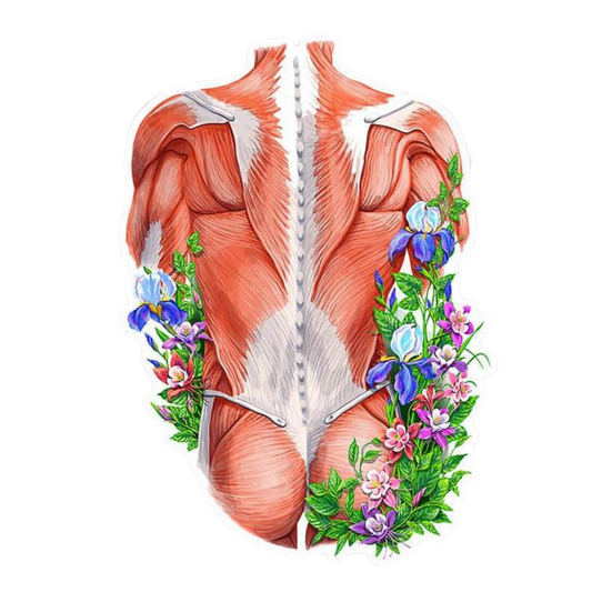Body Art | Human Biology Premium Sticker | Human Body & Organs