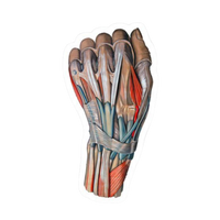 Wrist | Human Biology Premium Sticker | Human Body & Organs