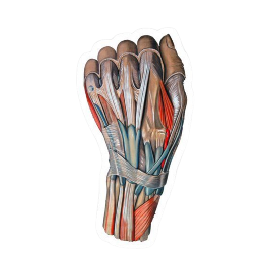Wrist | Human Biology Premium Sticker | Human Body & Organs