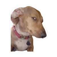 Funny Meme Sticker 16 | Viral Internet Humor Premium Sticker