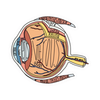 Eye | Human Biology Premium Sticker | Human Body & Organs