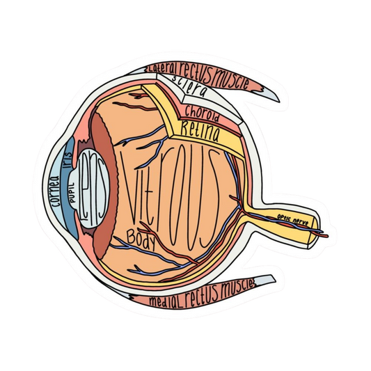 Eye | Human Biology Premium Sticker | Human Body & Organs