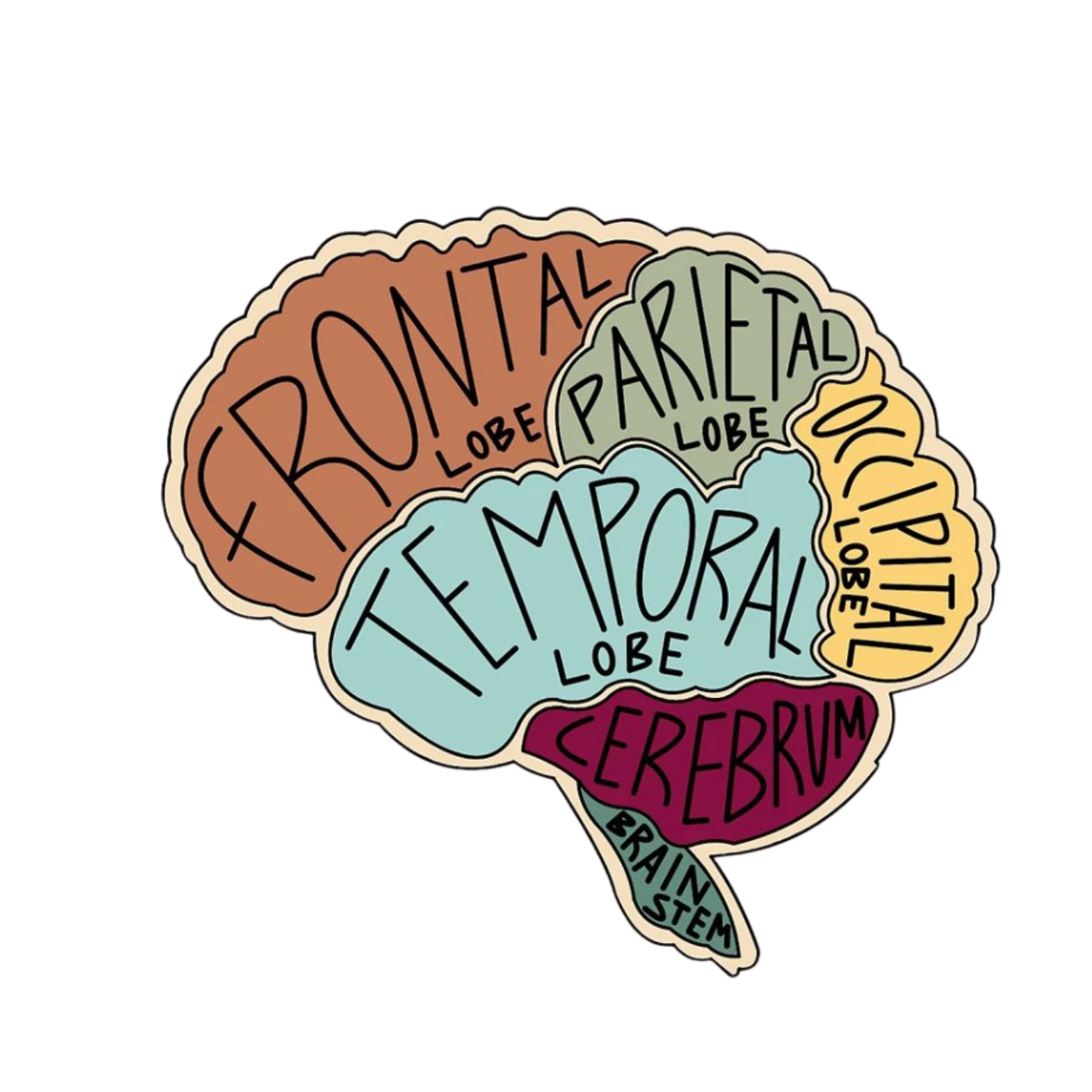 Brain | Human Biology Premium Sticker | Human Body & Organs