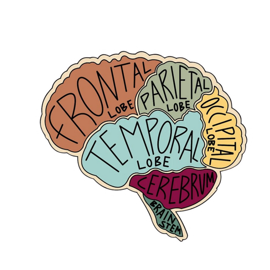 Brain | Human Biology Premium Sticker | Human Body & Organs
