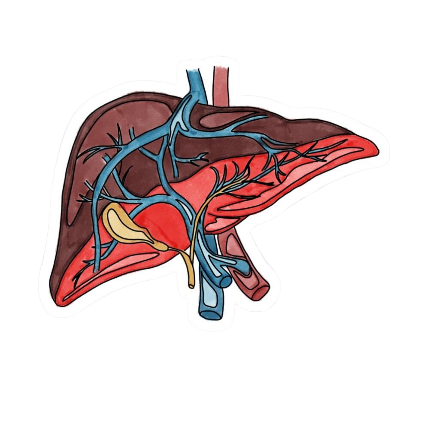Heart | Human Biology Premium Sticker | Human Body & Organs