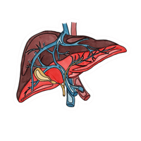 Heart | Human Biology Premium Sticker | Human Body & Organs