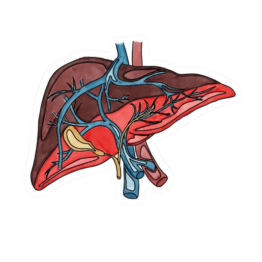 Heart | Human Biology Premium Sticker | Human Body & Organs