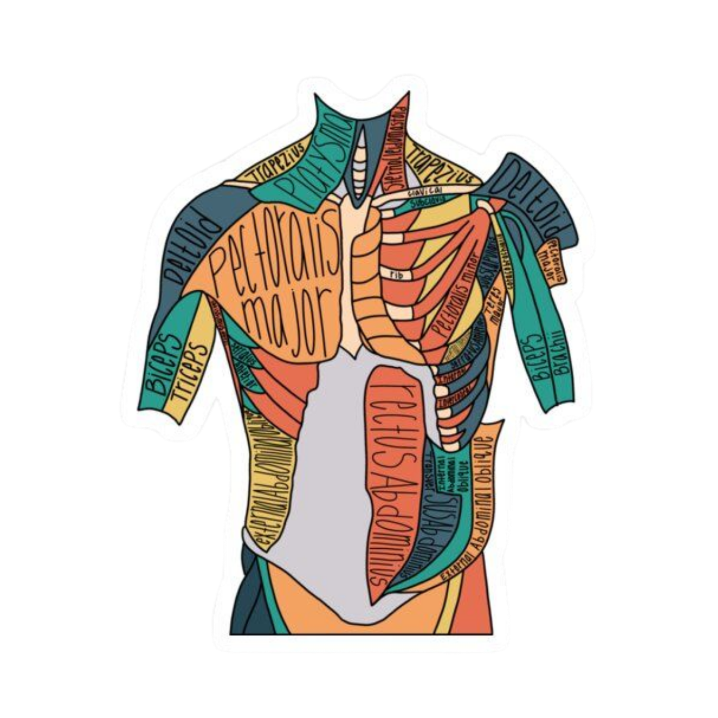 Human Body | Human Biology Premium Sticker | Human Body & Organs