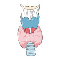 Meat & Bones | Human Biology Premium Sticker | Human Body & Organs