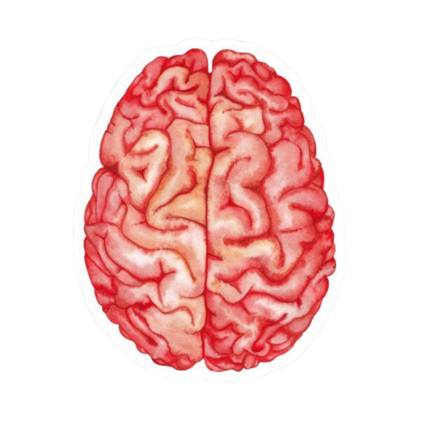 Artistic Organ | Human Biology Premium Sticker | Human Body & Organs