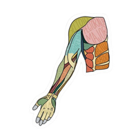 Hand | Human Biology Premium Sticker | Human Body & Organs