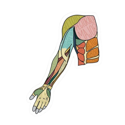 Hand | Human Biology Premium Sticker | Human Body & Organs