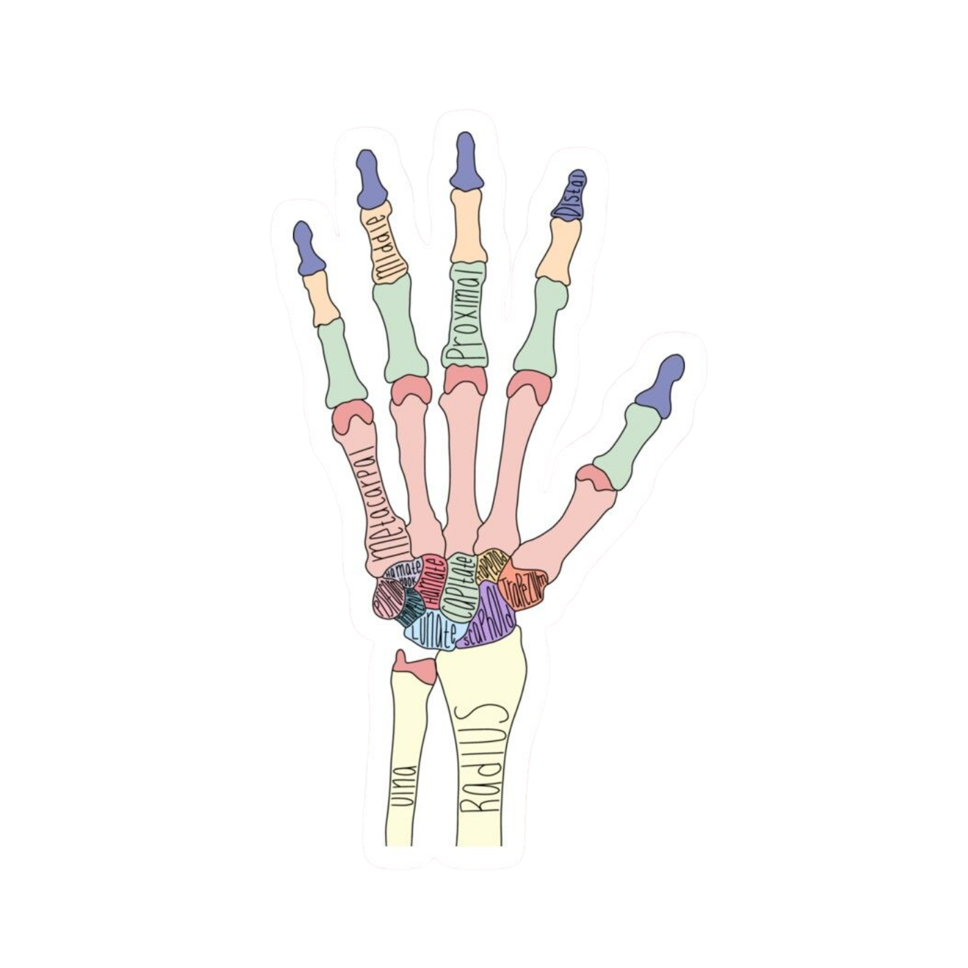 Hand 2 | Human Biology Premium Sticker | Human Body & Organs
