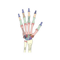 Hand 2 | Human Biology Premium Sticker | Human Body & Organs