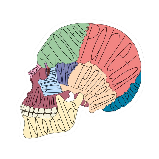 Head | Human Biology Premium Sticker | Human Body & Organs