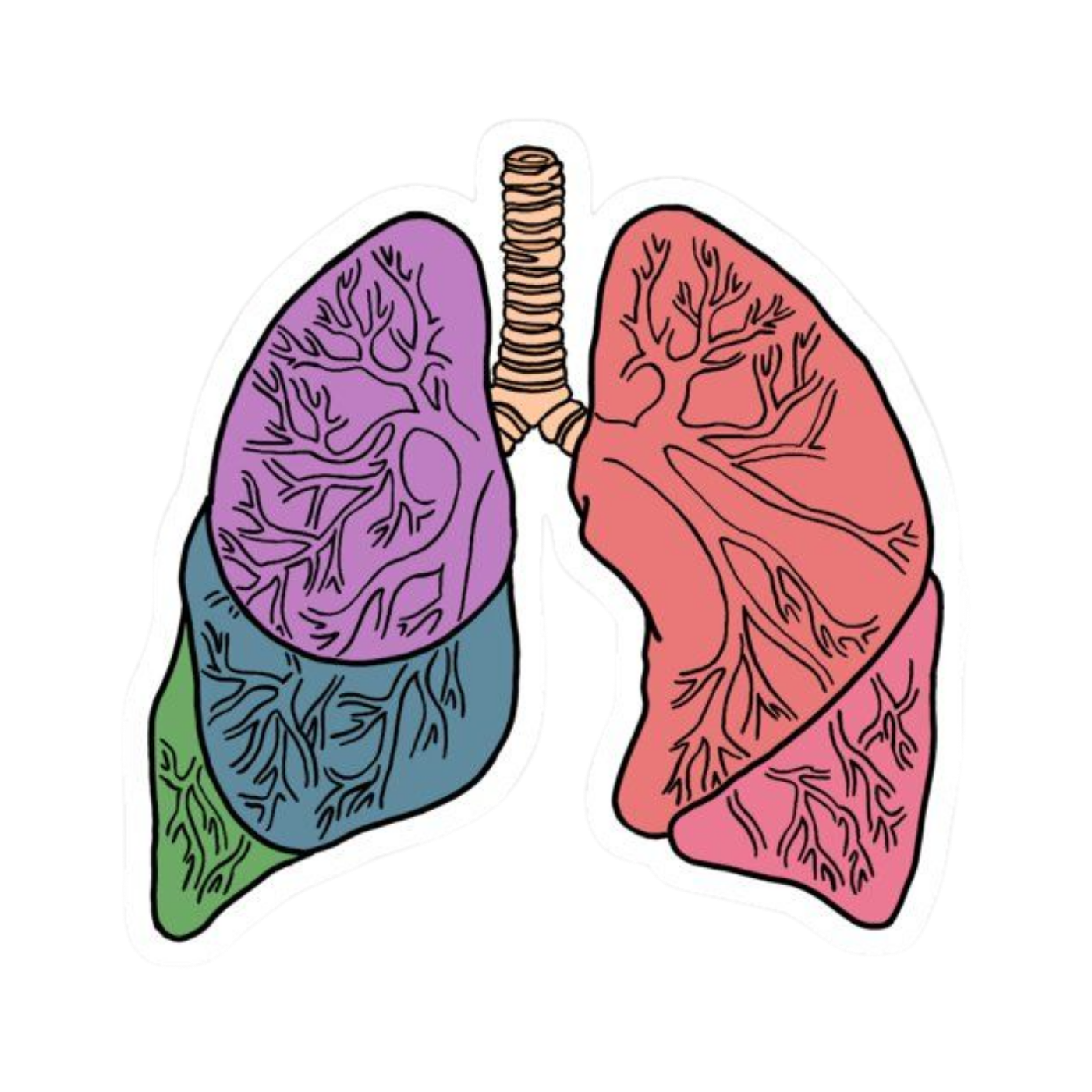 Lungs | Human Biology Premium Sticker | Human Body & Organs