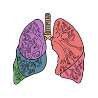 Lungs | Human Biology Premium Sticker | Human Body & Organs
