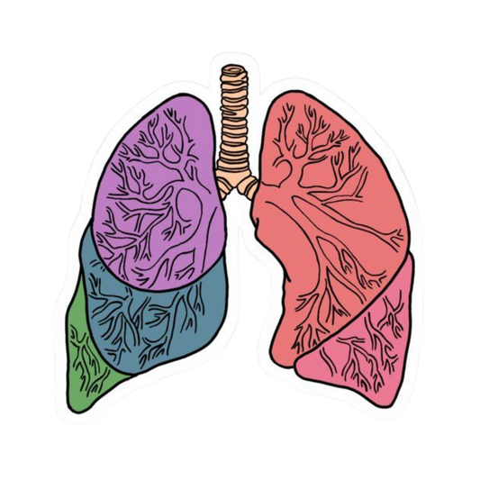 Lungs | Human Biology Premium Sticker | Human Body & Organs