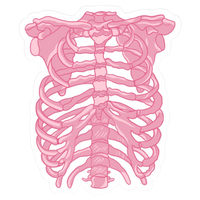 Bones | Human Biology Premium Sticker | Human Body & Organs