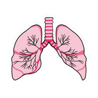Pink Bones | Human Biology Premium Sticker | Human Body & Organs