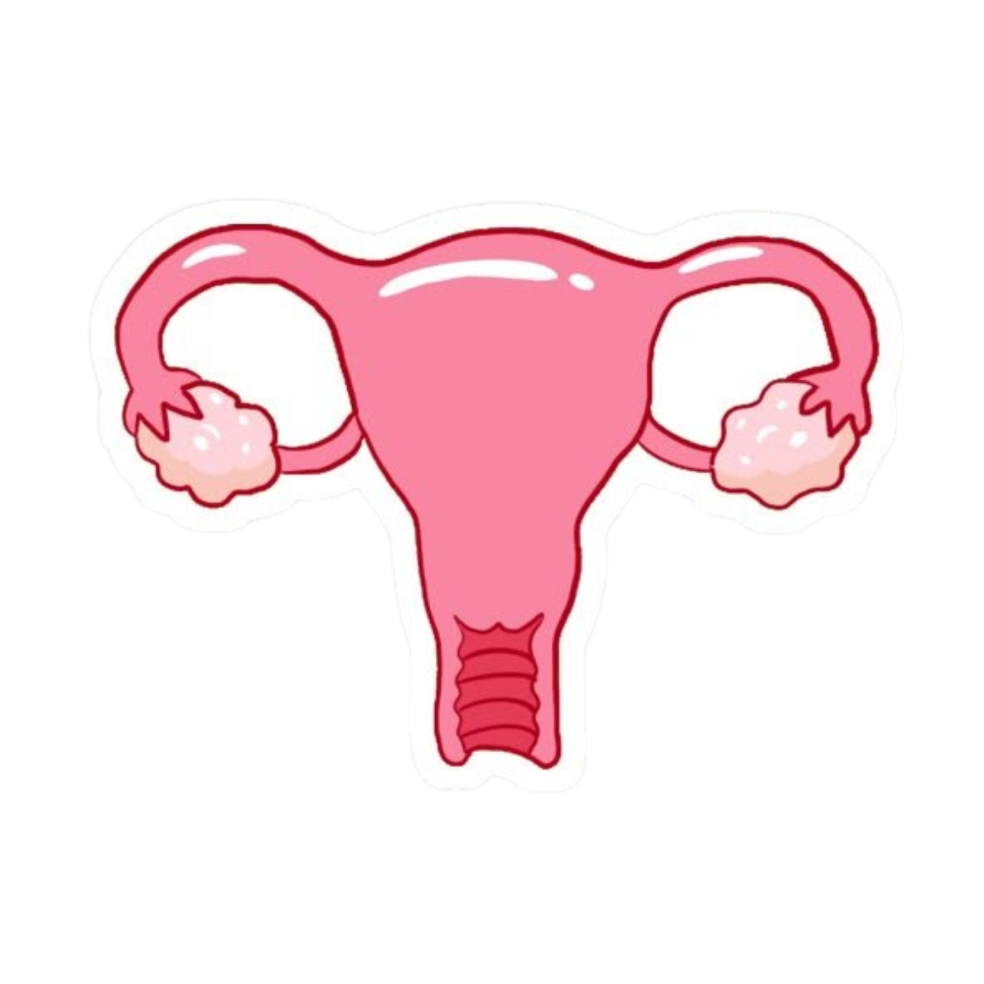 Uterus | Human Biology Premium Sticker | Human Body & Organs