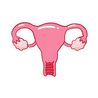 Uterus | Human Biology Premium Sticker | Human Body & Organs