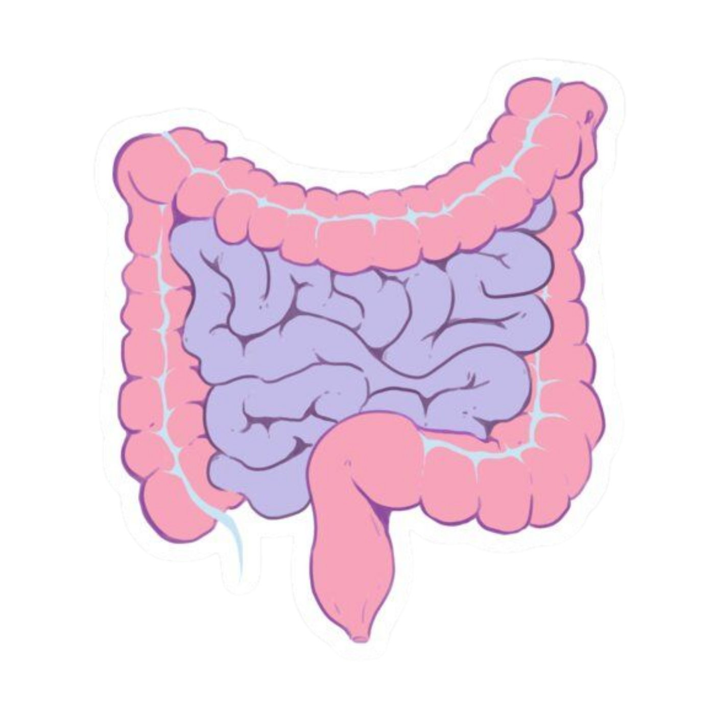 Stomach | Human Biology Premium Sticker | Human Body & Organs