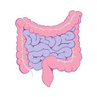 Stomach | Human Biology Premium Sticker | Human Body & Organs