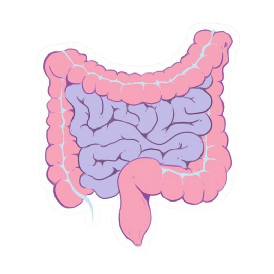 Stomach | Human Biology Premium Sticker | Human Body & Organs